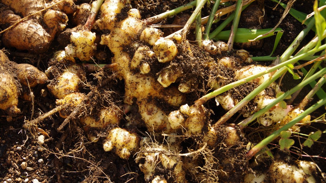 Ginger Farming: कम जगह और कम मेहनत में गमले में उगाएं अदरक, सालभर पाएं ताजा उपयोग