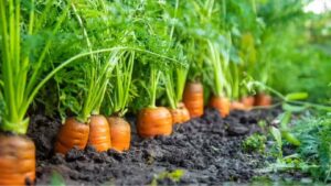 Carrot Farming: ठंड में गाजर की खेती दिलाएगी चार गुना मुनाफा, बुवाई से पहले जान लें बेस्ट गाजर किस्में Carrot Farming: ठंड में गाजर की खेती दिलाएगी चार गुना मुनाफा, बुवाई से पहले जान लें बेस्ट गाजर किस्में