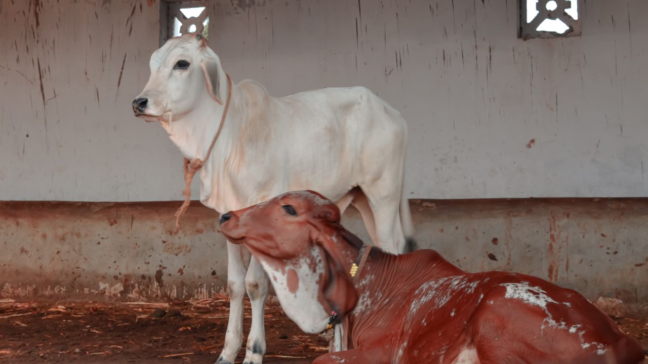 Cattle Care: शीतलहर से पशुओं को कैसे बचाएं, सरकार ने बताए आसान और जरूरी उपाय