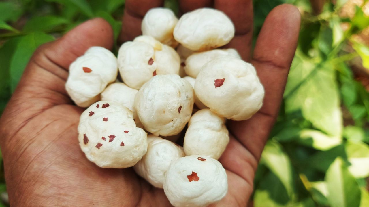 Makhana Farming: मिथिलांचल में पैदा होता है देश का 80 फीसदी मखाना, जानिए खेती की खास तकनीक
