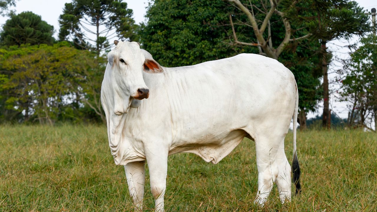 Dairy Farming: कम खर्च, ज्यादा दूध! किसानों के लिए ‘सफेद सोना’ है ये गाय, 2200 लीटर तक दे सकती है दूध!