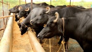 Cattle Care Tips: सावधान! फैल रहा FMD वायरस, ये दो शुरुआती लक्षण दिखें तो तुरंत कराएं इलाज Cattle Care Tips: सावधान! फैल रहा FMD वायरस, ये दो शुरुआती लक्षण दिखें तो तुरंत कराएं इलाज