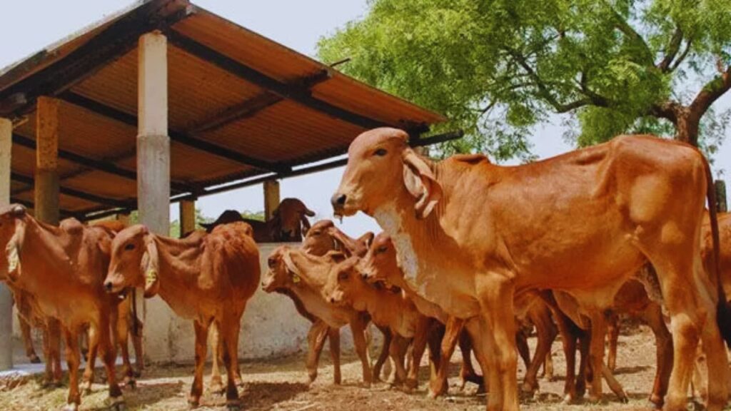 Gir Gay Ki Khasiyat: गुजरात की गिर नस्ल औसतन 25–30 लीटर और सही देखभाल में 35 लीटर तक दूध देती है. इसका A2 प्रोटीन वाला दूध सेहत के लिए बेहद फायदेमंद माना जाता है, इसलिए इसकी मांग लगातार बढ़ रही है.