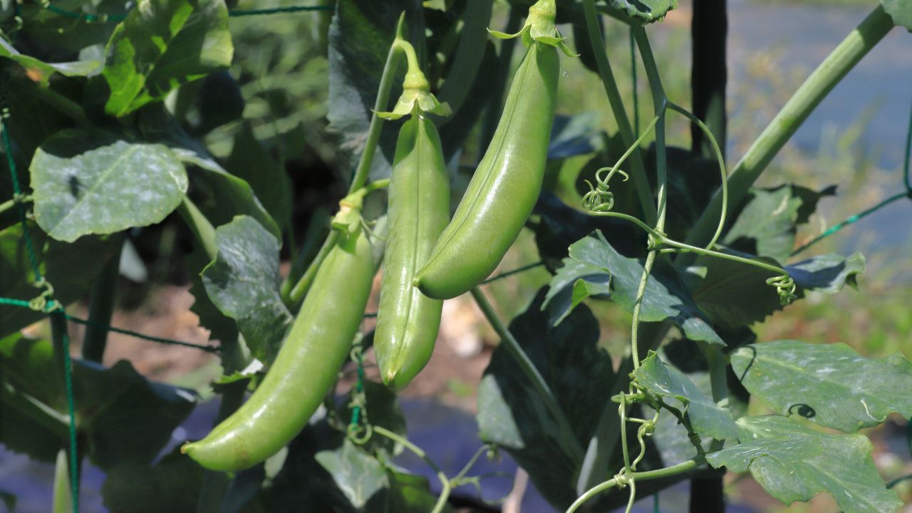 Pea Farming: पहाड़ी मटर की बढ़ी देशभर में मांग, इस तरह बुवाई करने पर होगी बंपर पैदावार