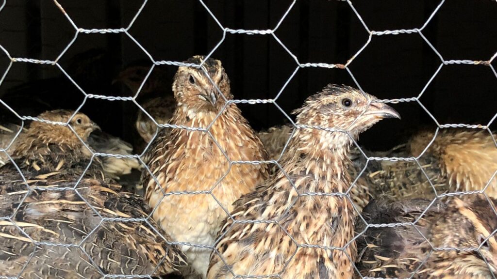 Quail Farming: तीतर पालन की सबसे बड़ी खासियत यह है कि इसे मुर्गी पालन के साथ एक ही शेड में किया जा सकता है. इसके लिए अलग से बड़ी जगह या महंगे शेड की जरूरत नहीं होती, जिससे किसान कम निवेश में ही अतिरिक्त कमाई का रास्ता खोल सकते हैं. Quail Farming: तीतर पालन की सबसे बड़ी खासियत यह है कि इसे मुर्गी पालन के साथ एक ही शेड में किया जा सकता है. इसके लिए अलग से बड़ी जगह या महंगे शेड की जरूरत नहीं होती, जिससे किसान कम निवेश में ही अतिरिक्त कमाई का रास्ता खोल सकते हैं.