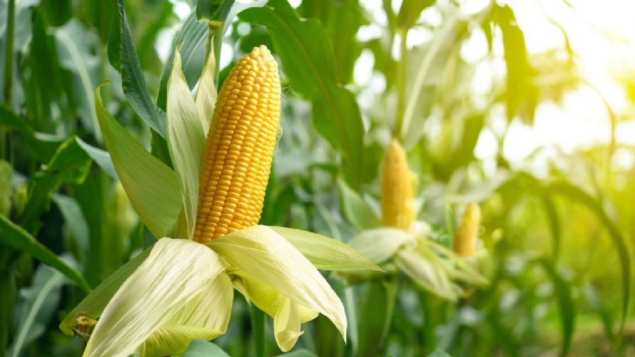 आलू की फसल के बाद खेत न छोड़ें खाली, जायद में मक्का उगाकर पाएं दोगुना मुनाफा