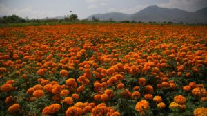 गेंदा फूल की खेती पर सरकार का बड़ा तोहफा, मिलेगी 80 हजार सब्सिडी और दोगुनी कमाई का मौका