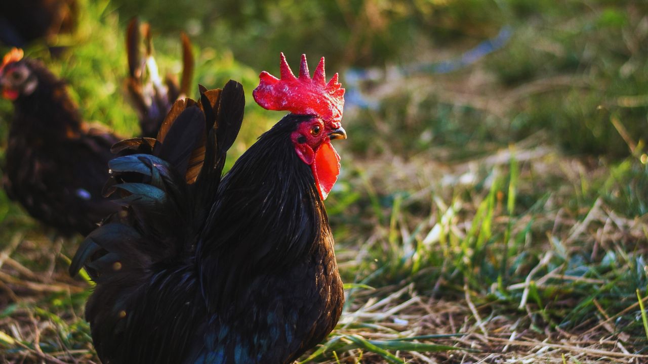 Poultry Farming: इस देसी मुर्गे के आगे कड़कनाथ भी है फेल! 3 महीने में हो जाता है तैयार, मुनाफा भी देता है 2X