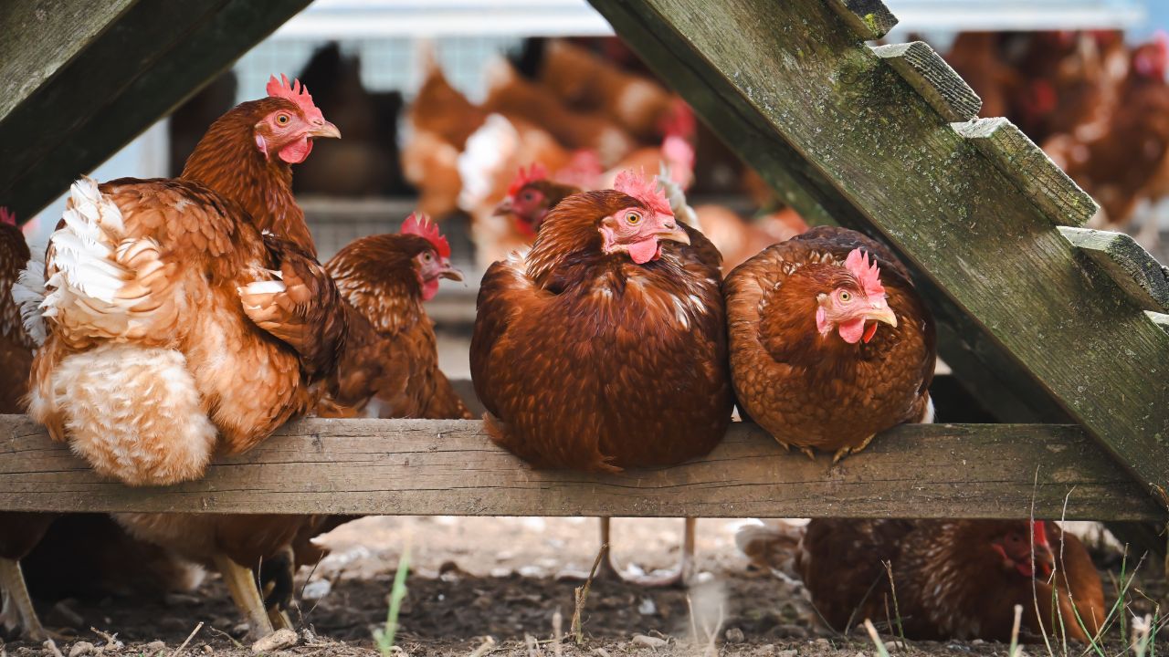 Poultry Farming: किसानों के लिए ATM बनी मुर्गी की ये नस्ल.. कम लागत में हो रही बंपर कमाई