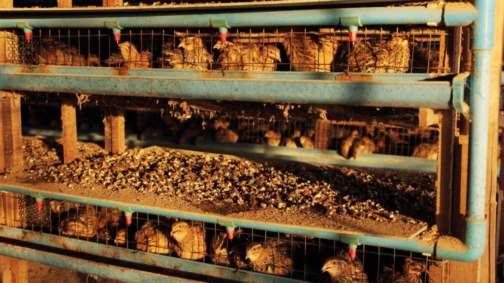How To Start Quail Farming: तीतर का दाना, पानी और देखभाल पर बहुत ज्यादा खर्च नहीं आता. ये पक्षी जल्दी माहौल में ढल जाते हैं और बीमार भी कम पड़ते हैं, जिससे दवा और रख-रखाव का खर्च सीमित रहता है. How To Start Quail Farming: तीतर का दाना, पानी और देखभाल पर बहुत ज्यादा खर्च नहीं आता. ये पक्षी जल्दी माहौल में ढल जाते हैं और बीमार भी कम पड़ते हैं, जिससे दवा और रख-रखाव का खर्च सीमित रहता है.