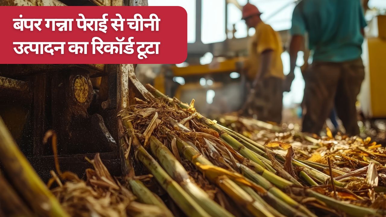 गन्ना किसानों को बढ़ा भाव मिला तो पेराई की रफ्तार बढ़ी, चीनी का रिकॉर्ड उत्पादन.. यूपी से आगे निकला महाराष्ट्र