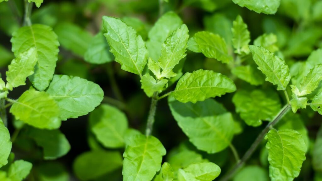 Tulsi Ke Fayde: तुलसी में एंटीमाइक्रोबियल और इम्यूनिटी बढ़ाने वाले तत्व होते हैं. तुलसी की चाय या पत्तियों का सेवन फेफड़ों को साफ करता है और सांस से जुड़ी परेशानियों को कम करता है.