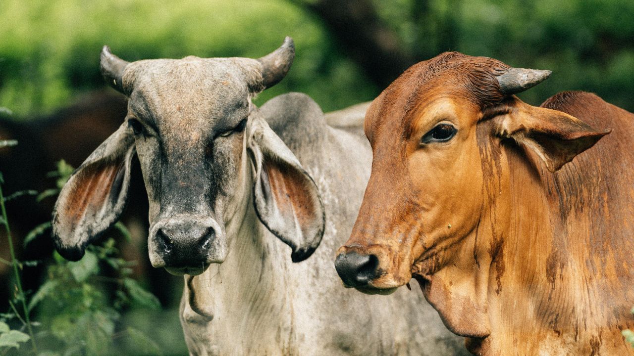 Cow in Heat: महीनों से हीट में नहीं आ रही गाय, वजह है गलत खुराक, जानिए गर्भाधान कराने का सही समय