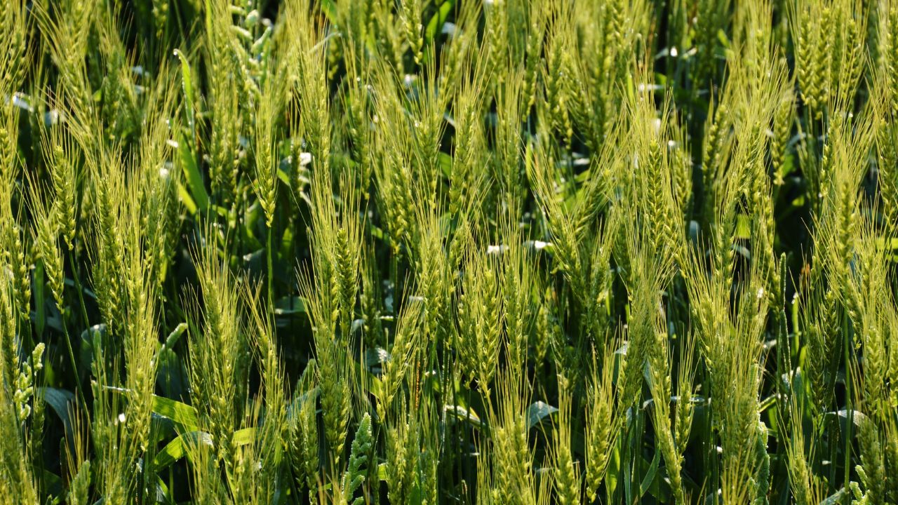 समाजसेवकों की मदद से 800 एकड़ से हटाया गया बाढ़ का मलबा, अब किसान कर रहे गेहूं बुवाई