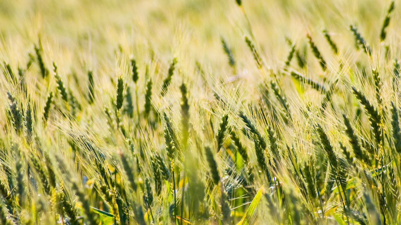 Wheat Farming: पहली सिंचाई के बाद पीली पड़ रही है गेहूं की फसल? समय रहते अपनाएं ये उपाय