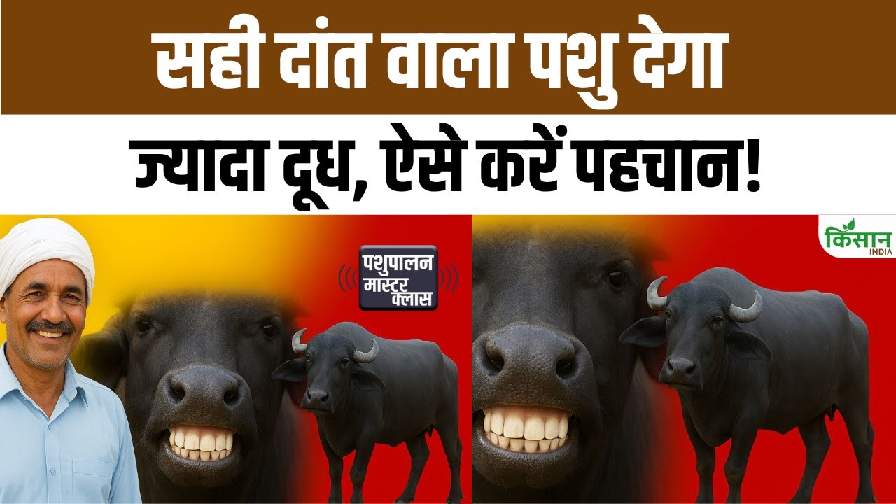 गाय-भैंस की असली उम्र पहचानें दांतों से, सही उम्र वाला पशु देगा ज्यादा दूध