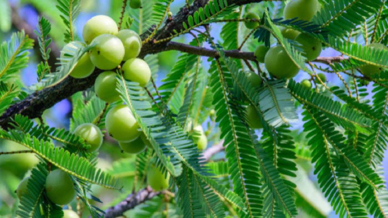 Gooseberry Best Varieties: आंवले की इन किस्मों से होगी बंपर कमाई, जान लें खेती का पूरा तरीका