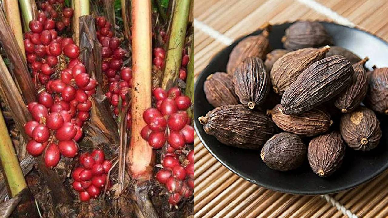 मसाला खेती में सुनहरा मौका, बड़ी इलायची से होगी जबरदस्त कमाई, जानिए सही तरीका