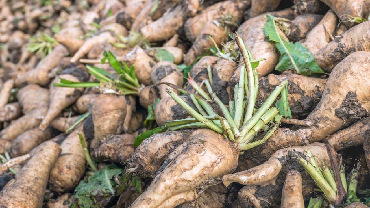 आलू के मुकाबले ज्यादा फायदेमंद साबित हो रही चकोरी, फसल दे रही शानदार रिटर्न