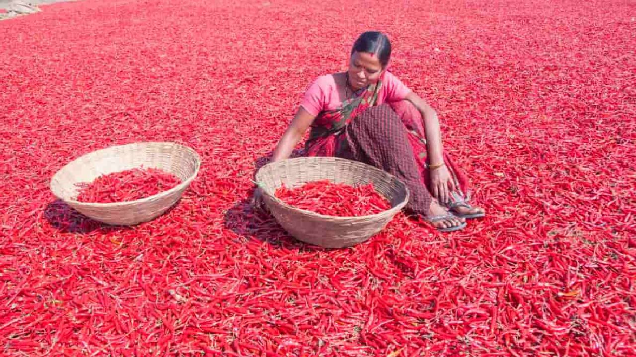 लाल मिर्च की फसल पर कीट का बड़ा हमला, कृषि मंत्री ने दिए तत्काल राहत के आदेश
