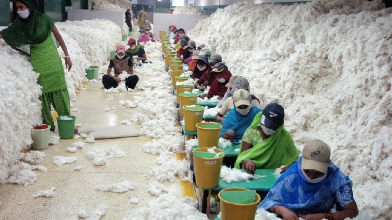 कमजोर मॉनसून के बीच कपास की कीमतों में उछाल, 1100 रुपये प्रति कैंडी बढ़ा रेट