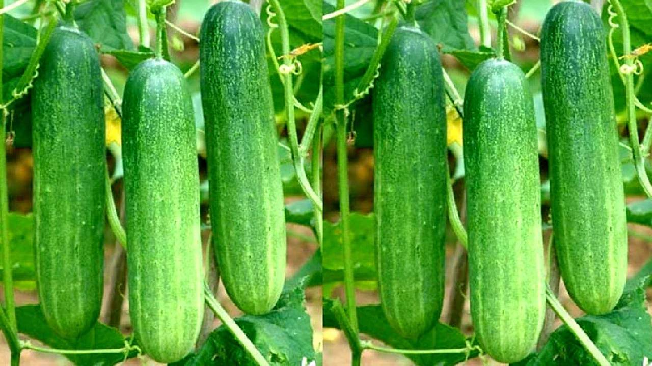 Cucumber Farming: हाइब्रिड खीरे की खेती, उत्पादन इतना कि सिर्फ 45 दिनों में हो जाएंगे मालामाल!