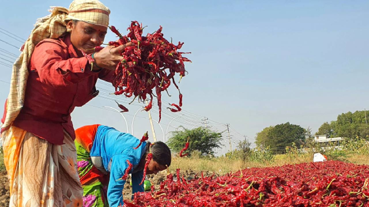 कम फसल और बढ़ती खपत ने मिर्च को बनाया महंगा, विदेशों में सीमित मांग के बावजूद बाजार मजबूत