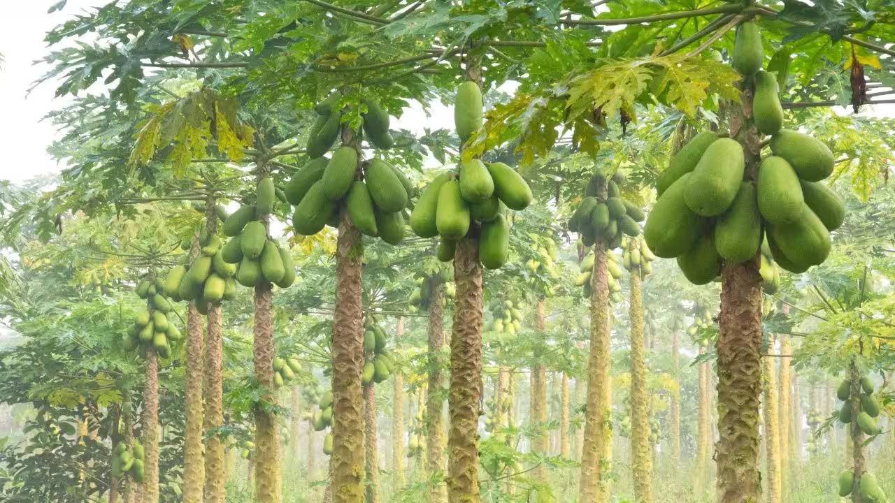 Papaya Farming: पपीते की खेती में बीमारियों का हमला, रोगमुक्त फसल के लिए अपनाएं ये खास उपाय