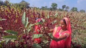 सिंदूर की खेती से बदली महिला किसानों किस्मत, 1.50 लाख के खर्च में 9 लाख की कमाई सिंदूर की खेती से बदली महिला किसानों किस्मत, 1.50 लाख के खर्च में 9 लाख की कमाई