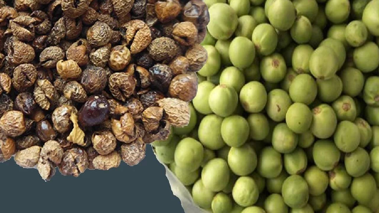 औषधीय टर्की बेर की खेती से किसानों की बल्ले-बल्ले, कम लागत में होगी लाखों की आमदनी