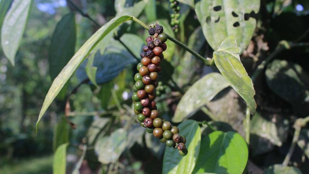 Black pepper: काली मिर्च का रंग गहरा लाल-काला होता है और इसका स्वाद स्मोकी होता है. इसे खासतौर पर तंदूरी डिश में इस्तेमाल किया जाता है, ताकि खाना हल्का तीखा और रंग में गहरा दिखाई दे. शेफ इसे इसलिए पसंद करते हैं क्योंकि यह स्वाद और प्रेजेंटेशन दोनों में बैलेंस लाती है. Black pepper: काली मिर्च का रंग गहरा लाल-काला होता है और इसका स्वाद स्मोकी होता है. इसे खासतौर पर तंदूरी डिश में इस्तेमाल किया जाता है, ताकि खाना हल्का तीखा और रंग में गहरा दिखाई दे. शेफ इसे इसलिए पसंद करते हैं क्योंकि यह स्वाद और प्रेजेंटेशन दोनों में बैलेंस लाती है.