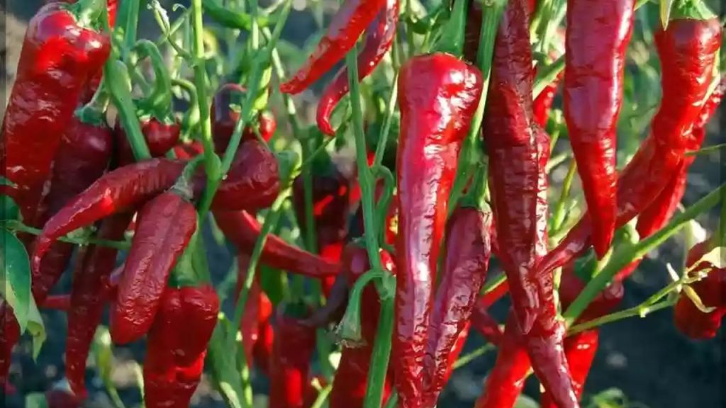 Byadagi chilli (कर्नाटक): ब्याडगी मिर्च गहरे लाल रंग और झुर्रीदार स्किन वाली होती है. यह दूसरी मिर्चों की तुलना में कम तीखी होती है, इसलिए इसे स्वाद बढ़ाने और रंग जोड़ने के लिए आदर्श माना जाता है. दक्षिण भारतीय व्यंजनों में इसका इस्तेमाल खासकर स्वाद और दिखावट को बैलेंस करने के लिए किया जाता है. Byadagi chilli (कर्नाटक): ब्याडगी मिर्च गहरे लाल रंग और झुर्रीदार स्किन वाली होती है. यह दूसरी मिर्चों की तुलना में कम तीखी होती है, इसलिए इसे स्वाद बढ़ाने और रंग जोड़ने के लिए आदर्श माना जाता है. दक्षिण भारतीय व्यंजनों में इसका इस्तेमाल खासकर स्वाद और दिखावट को बैलेंस करने के लिए किया जाता है.