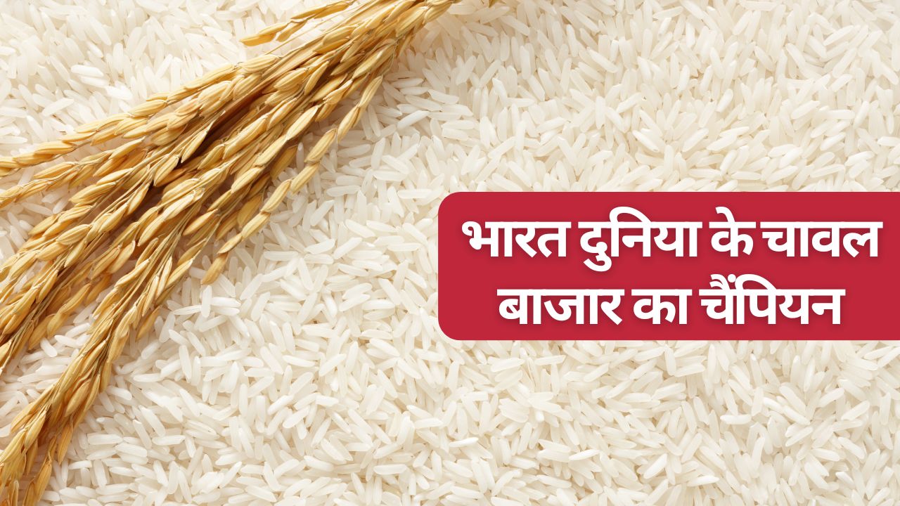 यूरोपीय डील से घरेलू धान किसानों की झोली भरेगी, चावल निर्यात 300 लाख टन के पार जाएगा!