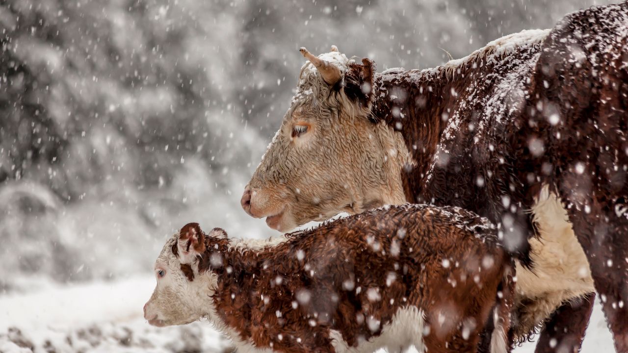 Livestock Care : पहाड़ों में सर्दी के मौसम में पशुपालन और मछली पालन कैसे बचाएं, जानिए आसान उपाय