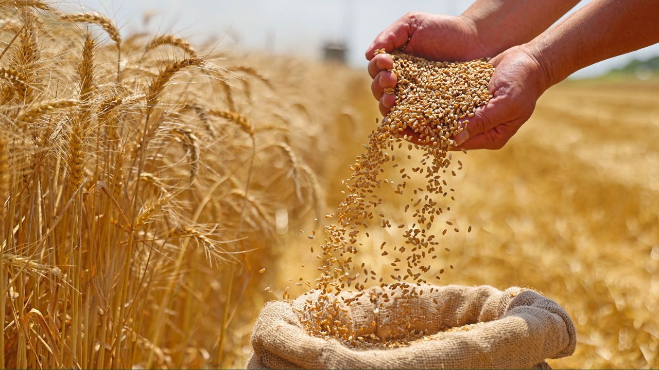 Wheat Purchase: गेहूं खरीद की तैयारियां तेज.. कंट्रोल रूम बना, किसानों को इस बार ज्यादा मिलेगा मंडी भाव