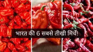 Hottest Chillies: भारत की 7 सबसे तीखी मिर्चें, स्वाद बढ़ाने से लेकर सेल्फ डिफेंस तक, जानें कौन सी है सबसे खतरनाक! Hottest Chillies: भारत की 7 सबसे तीखी मिर्चें, स्वाद बढ़ाने से लेकर सेल्फ डिफेंस तक, जानें कौन सी है सबसे खतरनाक!