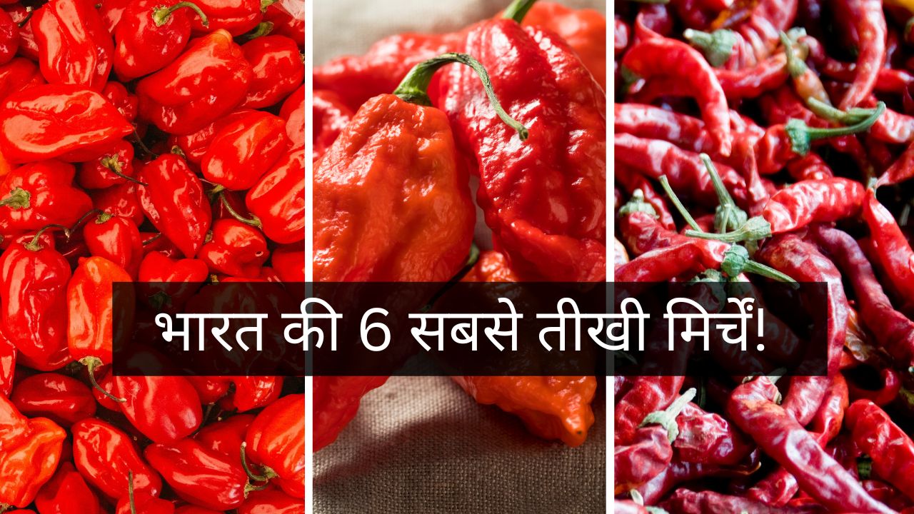 Hottest Chillies: भारत की 7 सबसे तीखी मिर्चें, स्वाद बढ़ाने से लेकर सेल्फ डिफेंस तक, जानें कौन सी है सबसे खतरनाक!