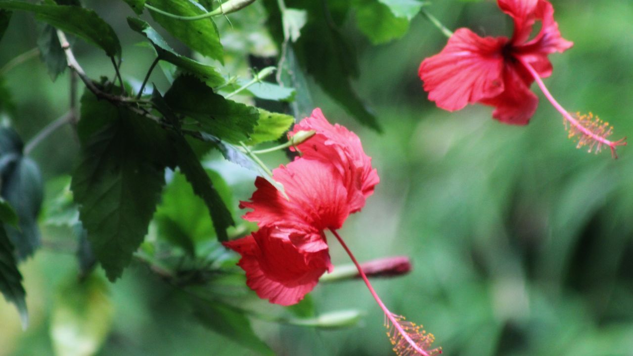 Gardening Tips: गुड़हल में नहीं आ रहे फूल? अपनाएं ये 6 आसान ट्रिक्स, फूलों से लदा रहेगा पौधा!