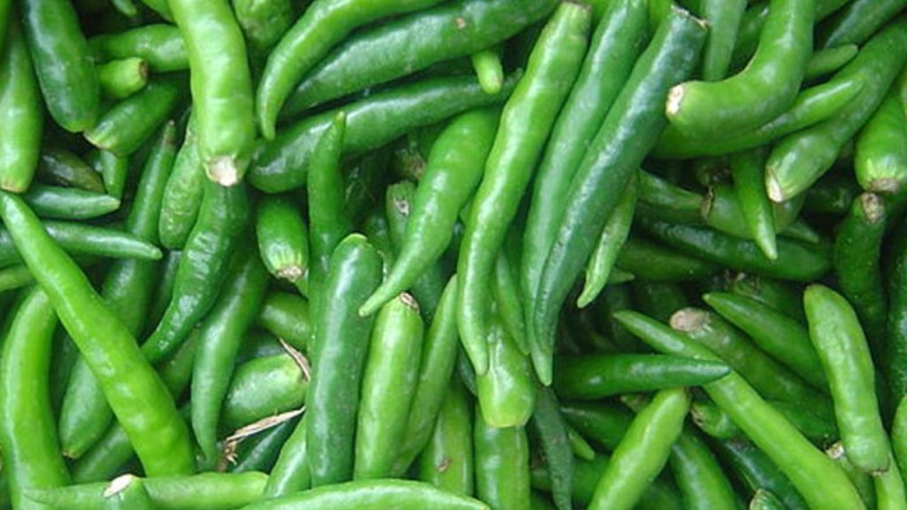 Jwala Chilli (गुजरात): छोटी और तीखी ज्वाला मिर्च गुजराती व्यंजनों में रोज़ाना इस्तेमाल होती है. यह करी और अचार में तेज़ तीखापन और अनोखा स्वाद जोड़ती है. गुजराती खाने में इसकी तीखापन के बिना व्यंजन अधूरे लगते हैं. Jwala Chilli (गुजरात): छोटी और तीखी ज्वाला मिर्च गुजराती व्यंजनों में रोज़ाना इस्तेमाल होती है. यह करी और अचार में तेज़ तीखापन और अनोखा स्वाद जोड़ती है. गुजराती खाने में इसकी तीखापन के बिना व्यंजन अधूरे लगते हैं.
