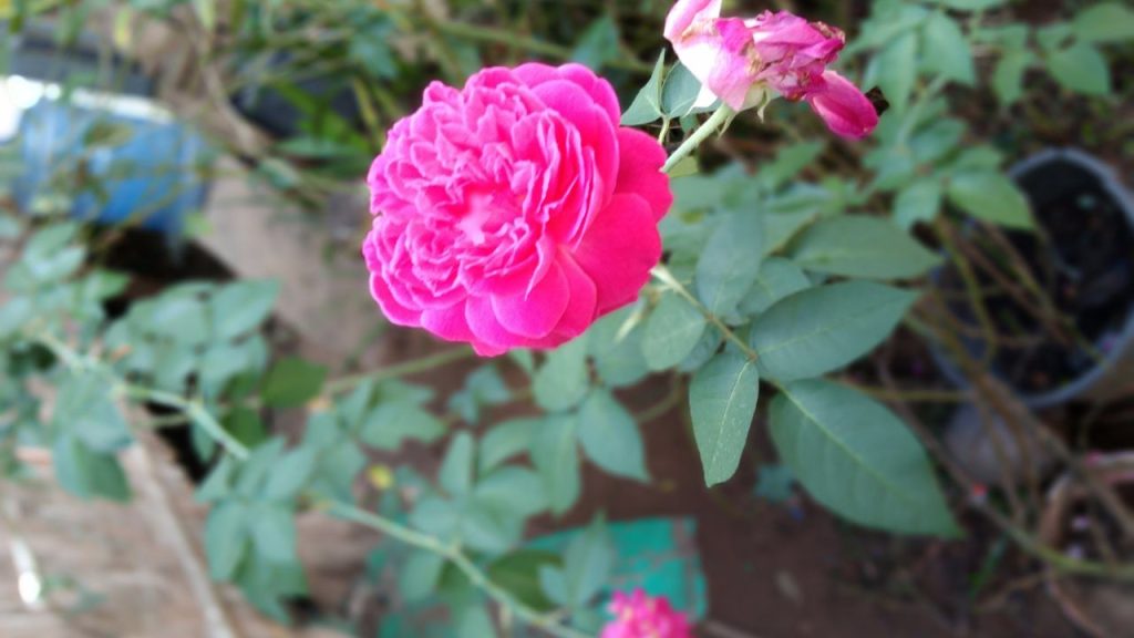 परंपरागत फसलों की जगह नई फसल और नई तकनीक अपनाने से कम जमीन में अधिक लाभ कमाया जा सकता है. यह किसानों को घाटा कम करने और मुनाफा बढ़ाने का आसान तरीका प्रदान करता है.