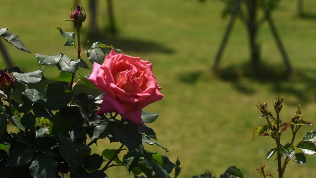 कश्मीरी गुलाब पूरी तरह नगदी फसल है. अगर आप 500 पौधों के साथ शुरुआत करते हैं तो 6 महीने में लगभग 50 हजार रुपये से ज्यादा का मुनाफा बना सकते हैं. सुबह फूल तोड़कर मंडी या स्थानीय बाजार में बेचने से पैसा उसी दिन हाथ में आता है. इससे रोजमर्रा के खर्च, मजदूरी और खेती की लागत आसानी से निकल सकती है.