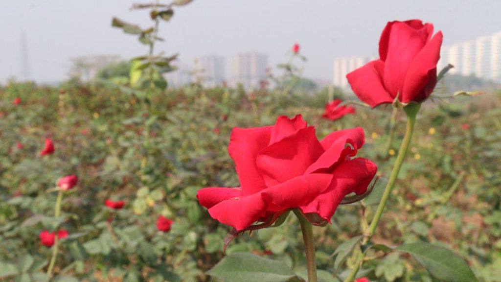 आज के किसान गेहूं, चना, प्याज और सोयाबीन जैसी पारंपरिक फसलों पर पूरी तरह निर्भर नहीं रहना चाहते. लगातार बढ़ती लागत और घटता मुनाफा उन्हें परेशान कर रहा है. ऐसे में फूलों की खेती कम मेहनत और रोजाना आमदनी का एक शानदार विकल्प बनती जा रही है.