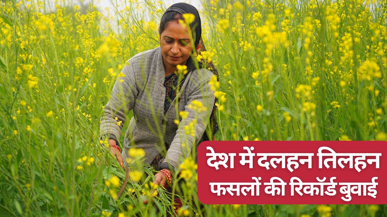 रबी फसलों की बुवाई का रिकॉर्ड टूटा, गेहूं का रकबा बढ़ा.. मोटे अनाज की खेती से किसानों ने बनाई दूरी