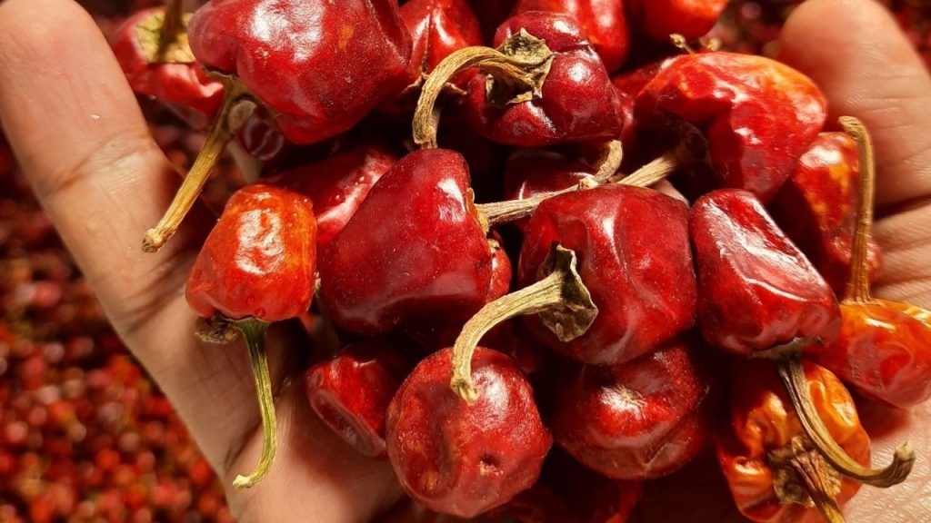 Ramanathapuram Mundu chilli (तमिलनाडु): रामनाथपुरम मुंडू मिर्च गोल और लाल रंग की होती है. इसमें मीडियम तीखापन होता है और इसे दक्षिण भारतीय ग्रेवी और सांभर में स्वाद और रंग दोनों बढ़ाने के लिए इस्तेमाल किया जाता है. Ramanathapuram Mundu chilli (तमिलनाडु): रामनाथपुरम मुंडू मिर्च गोल और लाल रंग की होती है. इसमें मीडियम तीखापन होता है और इसे दक्षिण भारतीय ग्रेवी और सांभर में स्वाद और रंग दोनों बढ़ाने के लिए इस्तेमाल किया जाता है.