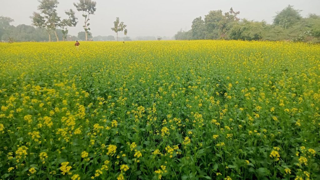 सफेद रोली रोग की वजह से किसानों की उपज कम हो जाती है. दानों के नष्ट होने से उनकी आमदनी पर भी सीधा असर पड़ता है. अगर समय रहते उपाय नहीं किए गए तो पूरा खेत प्रभावित हो सकता है, जिससे आर्थिक नुकसान बहुत बड़ा हो सकता है.