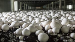 Mushroom Farming: मशरूम फार्मिंग शुरू कैसे करें? कम मेहनत और कम पानी में बंपर मुनाफे का जानें पूरा प्लान Mushroom Farming: मशरूम फार्मिंग शुरू कैसे करें? कम मेहनत और कम पानी में बंपर मुनाफे का जानें पूरा प्लान