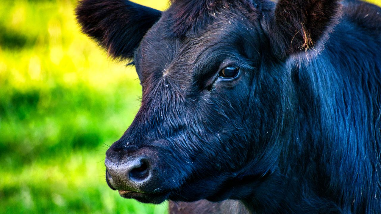 गाय की आंखों से गिरता पानी हो सकता है अंधेपन का संकेत, इन 5 लक्षणों को कभी न करें नजरअंदाज