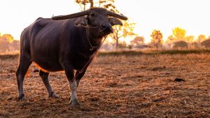Buffalo Breed: विलुप्त होने के कगार पर पहुंची लुइट भैंस, ट्रैक्टर जितनी रखती है ताकत.. अब मिली पहचान