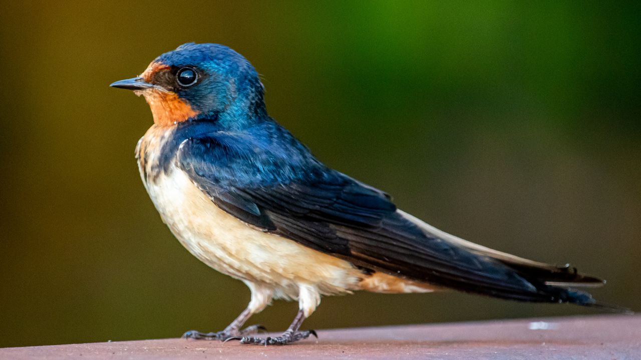 Amazing Birds: किसानों का छोटा सुरक्षा गार्ड.. आसमान से गोता लगाता ये पक्षी बचा रहा फसल, जानें इसकी खूबियां