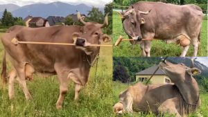 गायों की आइंस्टाइन वेरोनिका..पहली बार गाय ने दिखाया औजार चलाने का कमाल, वैज्ञानिक रह गए हैरान! गायों की आइंस्टाइन वेरोनिका..पहली बार गाय ने दिखाया औजार चलाने का कमाल, वैज्ञानिक रह गए हैरान!